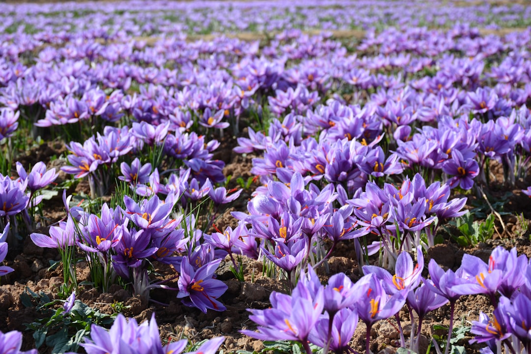 entdecken sie die herbstliche schönheit der herbstzeitlosen, eine elegante blume, die im herbst blüht und ihren garten mit leuchtenden farben verschönert.
