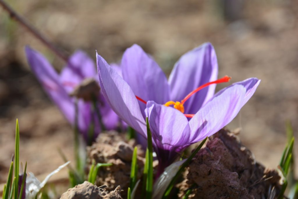 entdecken sie die schönheit des herbst-krokus – eine elegante blume, die im herbst farbe und charme in ihren garten bringt.