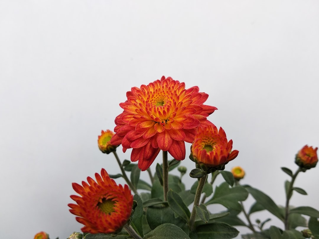 entdecken sie unsere vielfältige auswahl an chrysanthemen – perfekte blumen für ihren garten und besondere anlässe. farbenfrohe und langlebige blüten für jede jahreszeit.