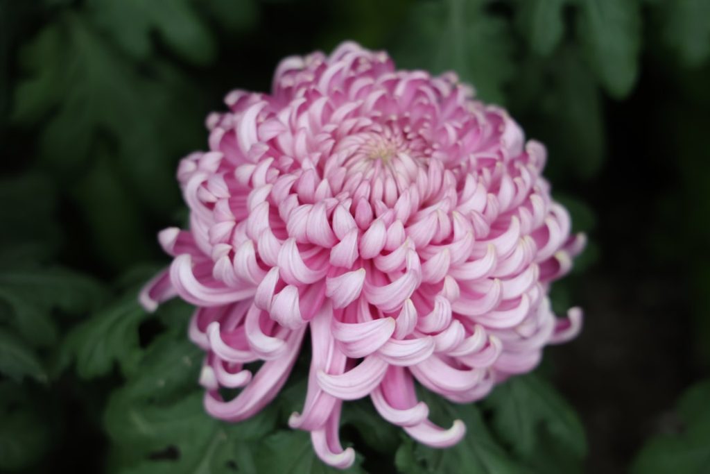 entdecken sie die schönheit der chrysanthemen, vielseitige blumen, die in vielen farben blühen und ihren garten oder ihr zuhause verschönern.