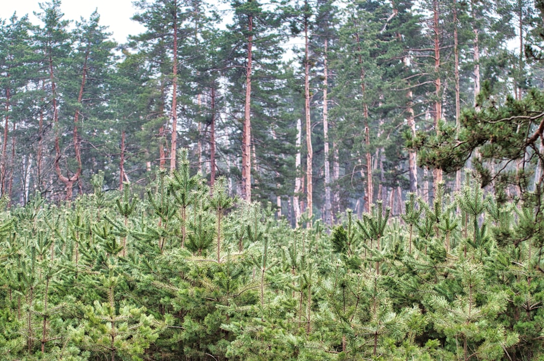 erfahren sie mehr über die ökologische balance von nadelbäumen und deren bedeutung für nachhaltige waldökosysteme.