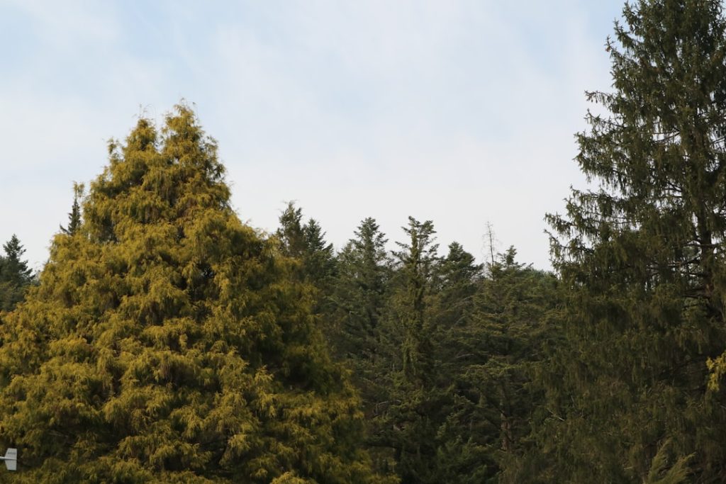 koniferen und ihr beitrag zum ökologischen gleichgewicht: entdecken sie, wie nadelbäume zur erhaltung von biodiversität und umweltschutz beitragen.