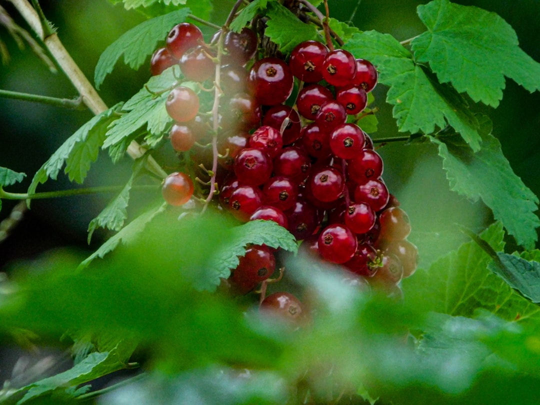 entdecken sie die köstlichen und gesunden johannisbeeren – perfekt für desserts, marmeladen und als snack zwischendurch.