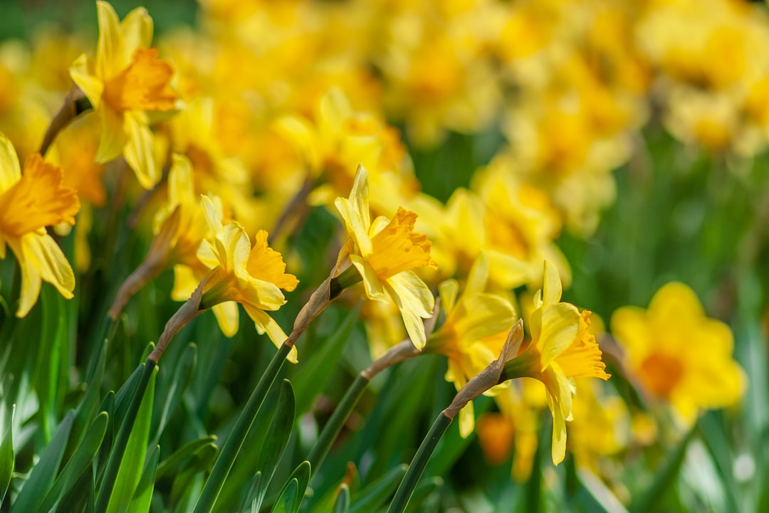 entdecken sie die schönheit der narzissen, leuchtende frühlingsblumen, die gärten und landschaften mit ihren strahlenden gelben blüten verschönern.