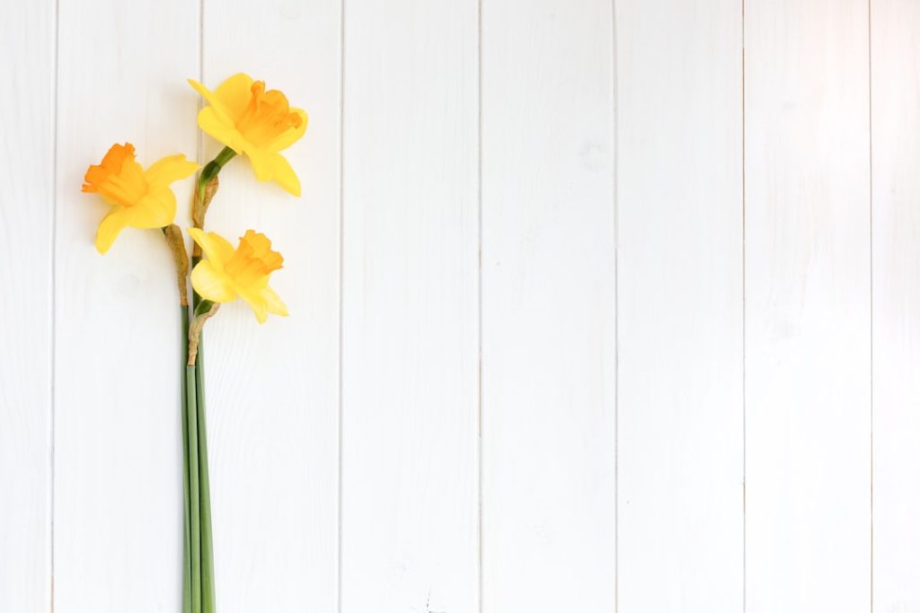 erfahren sie alles über narzissen: pflege, sorten und tipps, um diese fröhlichen frühlingsblumen in ihrem garten zum blühen zu bringen.