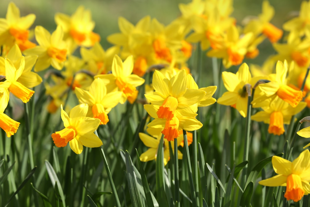 entdecken sie die schönheit der narzissen, auch bekannt als osterglocken, mit ihren leuchtend gelben blüten, die frühlingsgärten aufhellen und freude verbreiten.