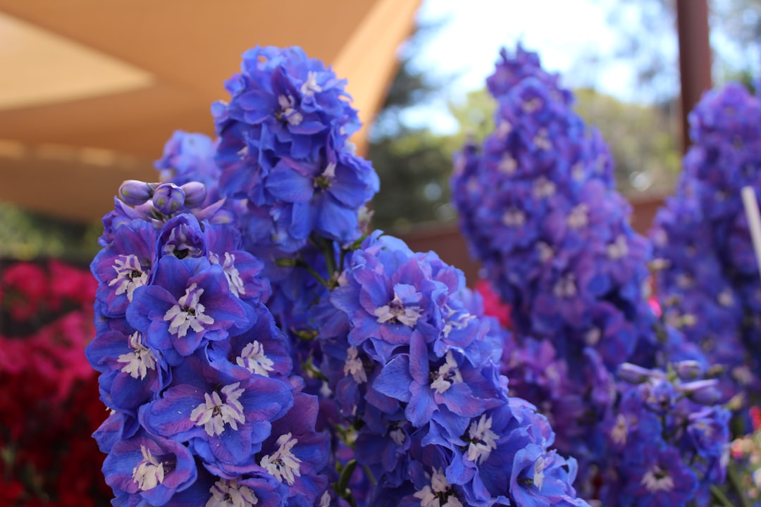 delphinium: entdecken sie die farbenfrohen und hohen blüten dieser beeindruckenden gartenpflanze, die jedem garten eleganz und höhe verleiht.