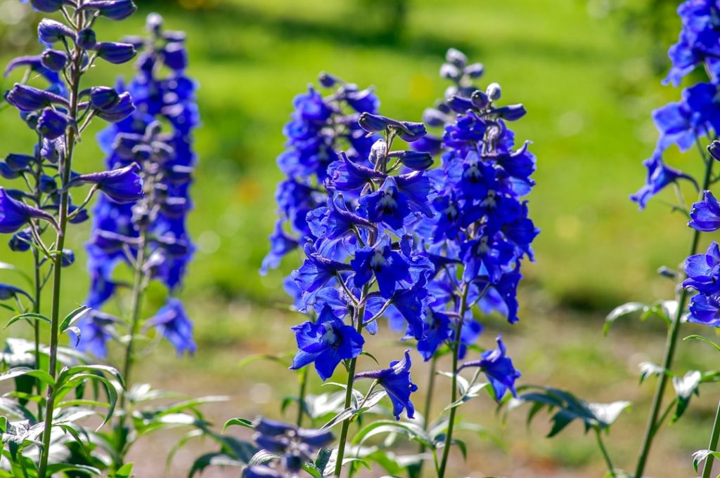 entdecken sie die schönheit der delphinium-blumen, bekannt für ihre hohen, eleganten blütenstände und lebhaften farben – perfekt für garten und dekoration.