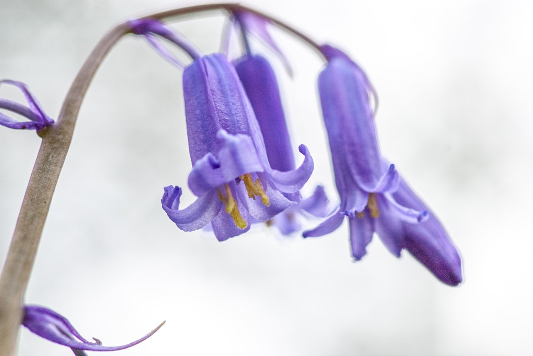 Hyazinthen in voller Blüte – leuchtende Farben und intensiver Duft im Frühlingsgarten.