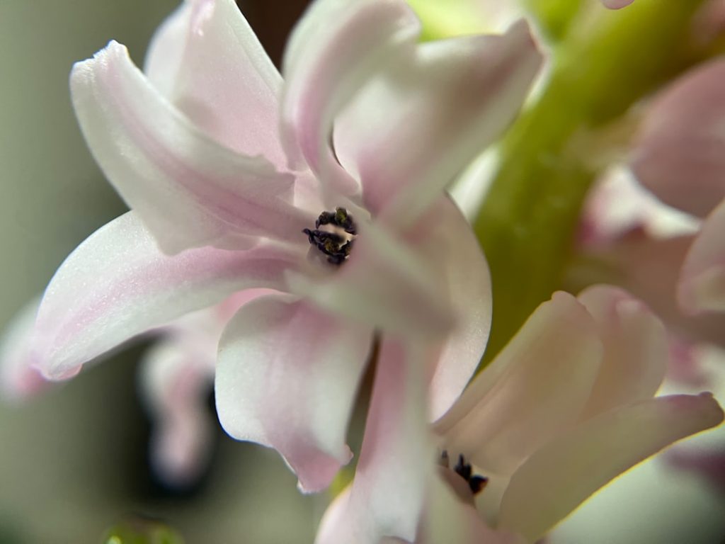 entdecken sie die schönheit der hyazinthe – eine elegante blumenzwiebel, die mit ihrem bezaubernden duft und lebendigen farben jeden garten bereichert.