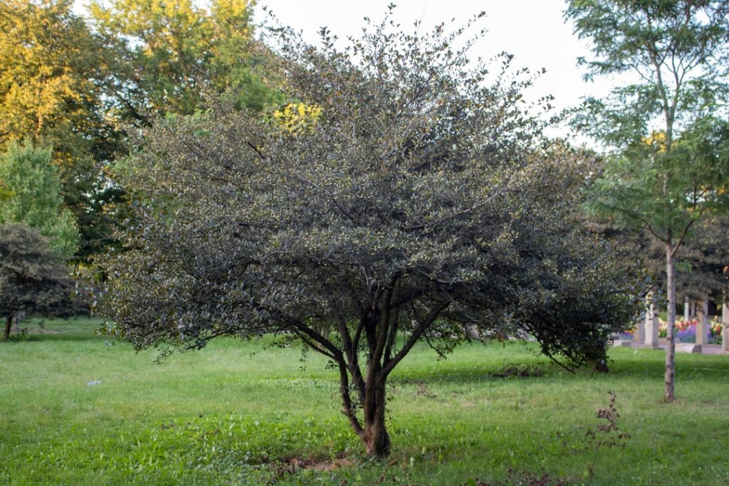 erfahren sie, wie sie hortensien richtig schneiden, um gesundes wachstum und eine üppige blüte zu fördern. praktische tipps und anleitungen zur hortensienpflege.