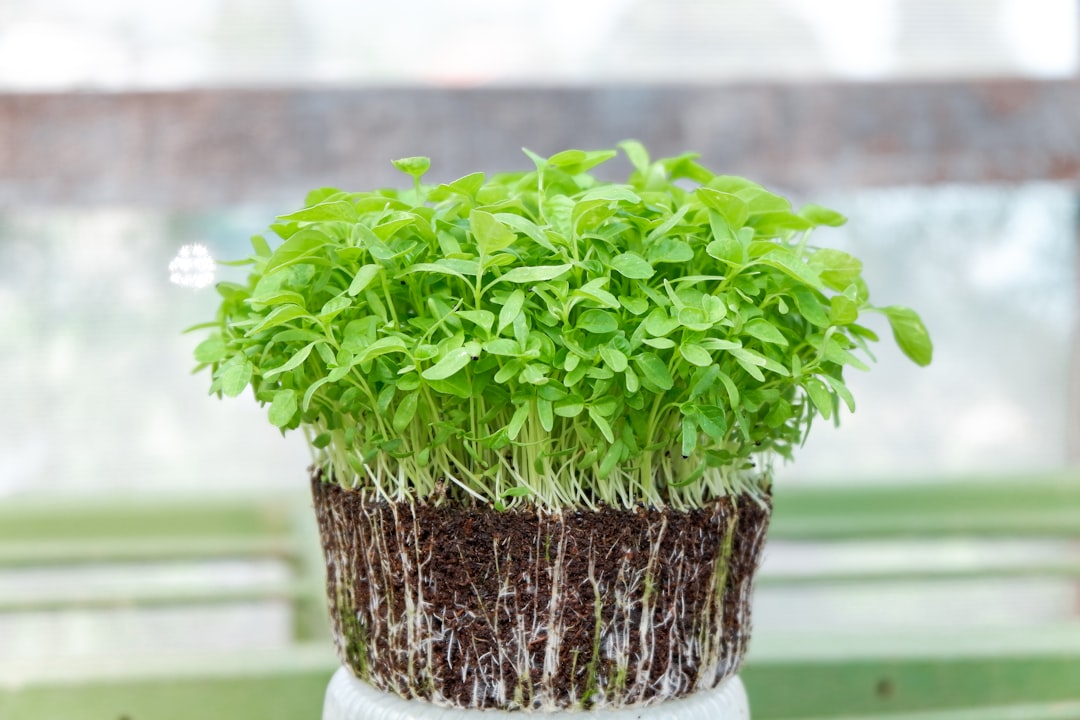 entdecken sie die welt der microgreens – nährstoffreiche, junge pflanzen, die ihre gerichte mit frischem geschmack und gesundem kick bereichern.