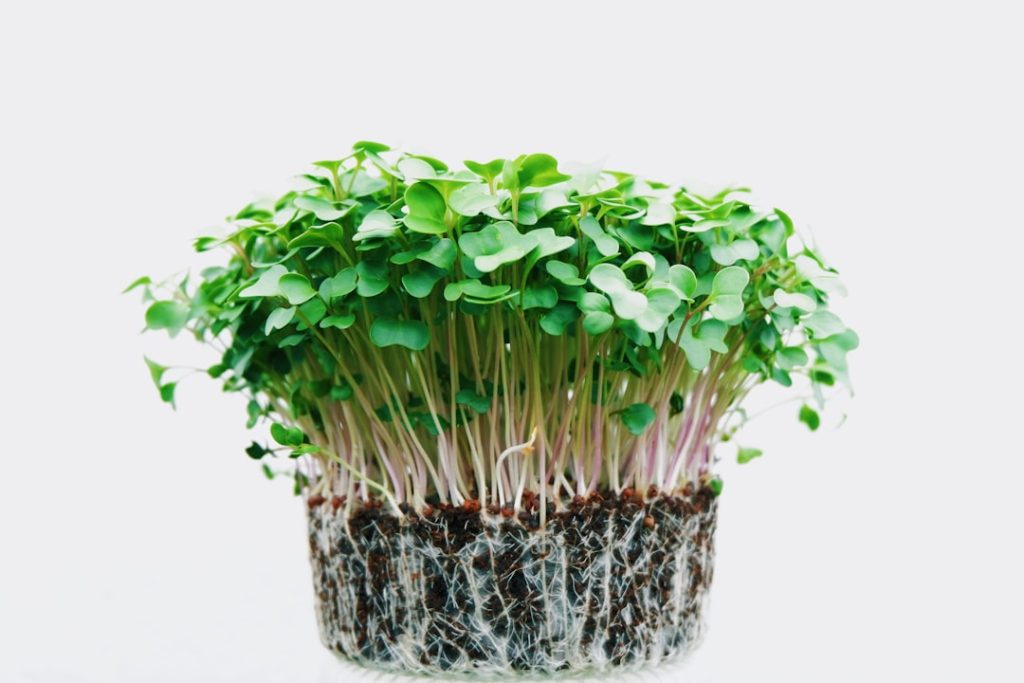 entdecken sie die vorteile von microgreens – nährstoffreiche, junge pflanzen, die frischen geschmack und gesunde zutaten für ihre gerichte bieten.