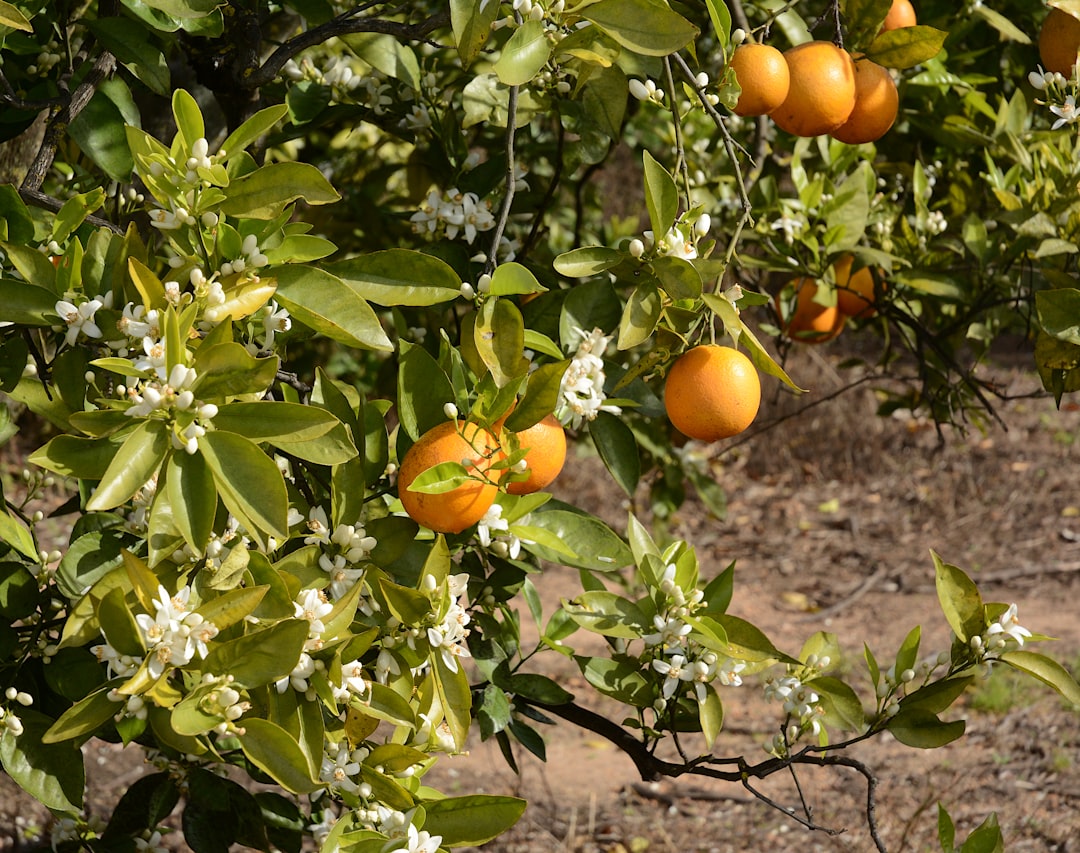 anbau von nektarinen: tipps und techniken für erfolgreichen nektarinenanbau im garten oder auf dem bauernhof.