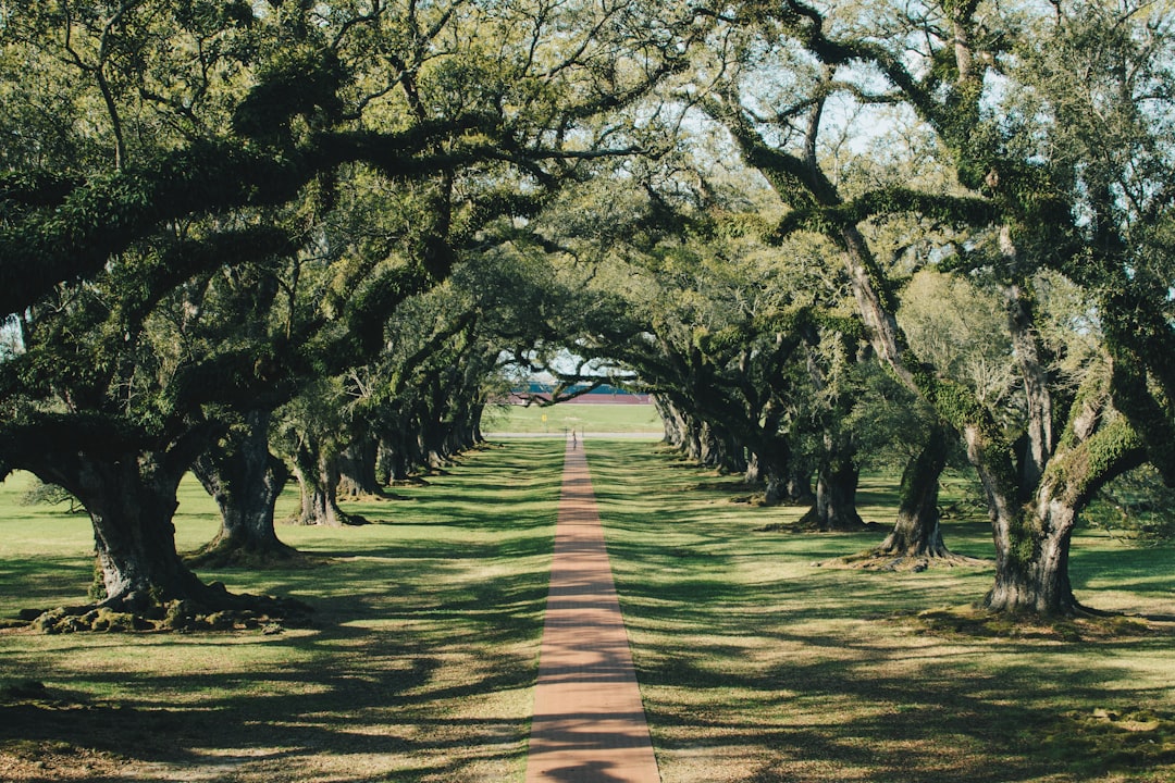 eiche – entdecken sie die schönheit und stärke des oak-holzes, bekannt für seine langlebigkeit und zeitlose eleganz.