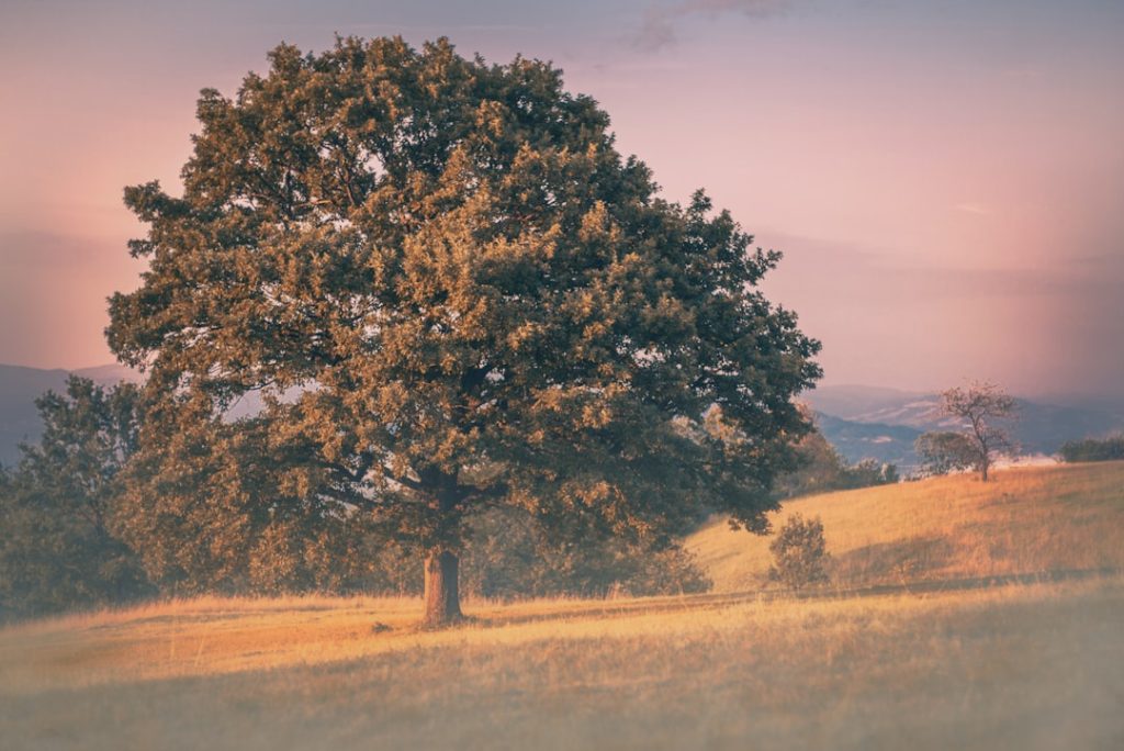 entdecken sie die zeitlose schönheit der eiche – ein symbol für stärke und beständigkeit in natur und handwerk.