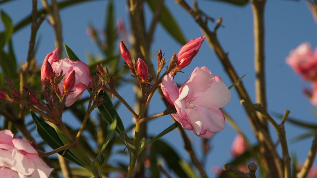 pflege von oleander: tipps zur optimalen bewässerung, düngung und standortbedingungen für gesunde und blühfreudige oleanderpflanzen.