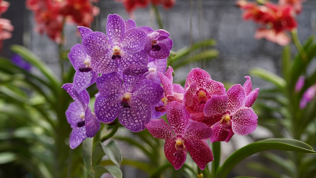 erfahren sie, wie sie orchideen richtig pflegen, um gesunde und blühende pflanzen zu erhalten. tipps zu bewässerung, licht, temperatur und düngung.