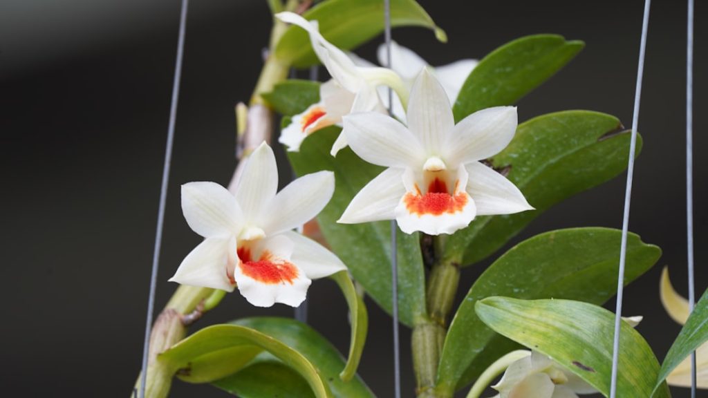 erfahren sie alles über die richtige pflege von orchideen, einschließlich bewässerung, lichtbedarf und optimale wachstumsbedingungen für gesunde und blühende pflanzen.