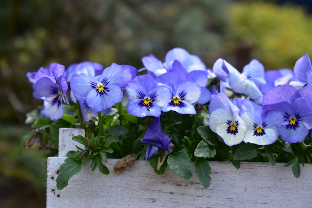 entdecken sie die vielfältige schönheit der stiefmütterchen (pansies) in unserem gartenratgeber – perfekte blumen für farbenfrohe beete und balkone.
