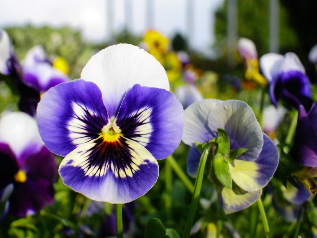 entdecken sie die vielfalt und schönheit von stiefmütterchen (pansies) – farbenfrohe, pflegeleichte blumen, die jeden garten verschönern.