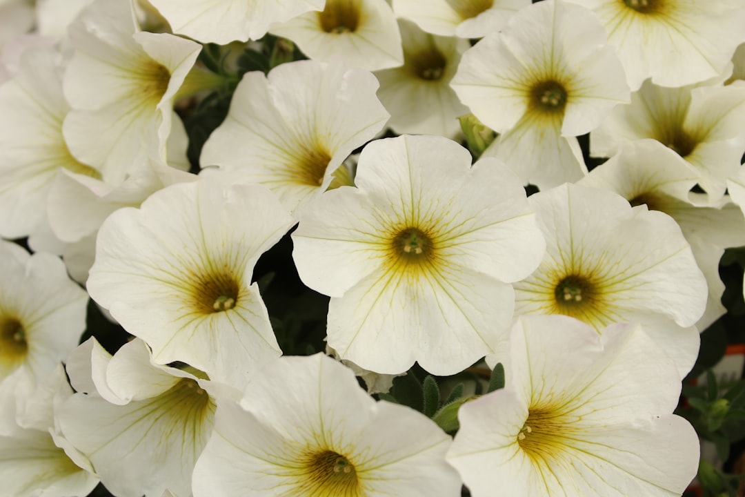 entdecken sie die schönheit der petunien, farbenfrohe, pflegeleichte blumen, die jeden garten oder balkon verschönern. perfekt für blühende highlights im sommer.