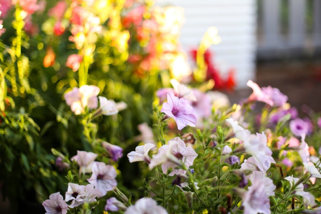 entdecken sie unsere vielfältigen petunien – farbenfrohe und pflegeleichte sommerblumen, die jeden garten verschönern.
