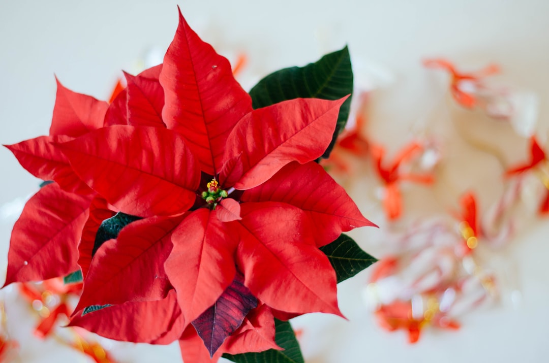 entdecken sie die schönheit des weihnachtssterns (poinsettia), eine beliebte pflanze zur festlichen dekoration und symbol der weihnachtszeit.