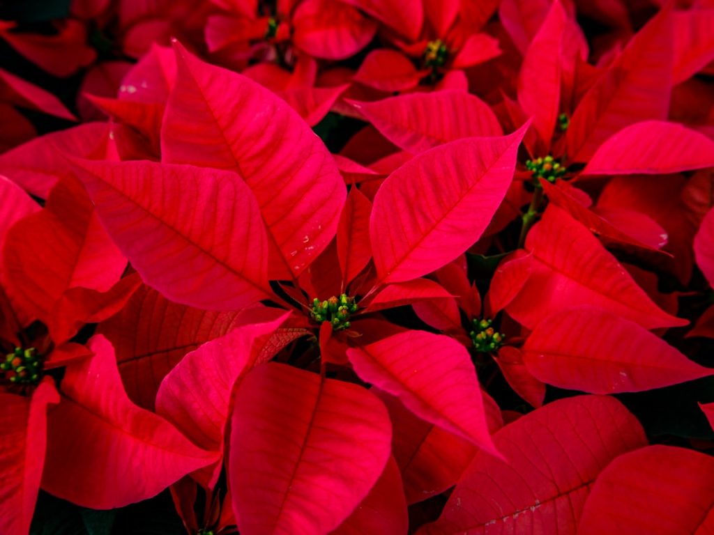 entdecken sie die schönheit und pflege des beliebten weihnachtssterns (poinsettia). erfahren sie alles über geeignete standorte, gießtipps und dekorationsideen für diese festliche pflanze.