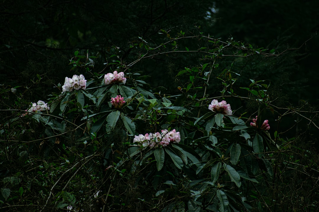 erfahren sie alles über das rhododendron-virus, seine symptome, übertragungswege und effektive maßnahmen zur vorbeugung und behandlung, um ihre pflanzen gesund zu halten.