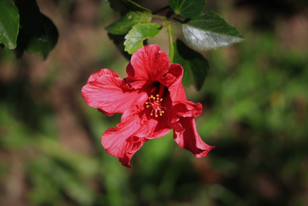 erfahren sie mehr über das rhododendron-virus, seine symptome, übertragungswege und wirksame bekämpfungsmethoden, um ihre pflanzen gesund zu erhalten.