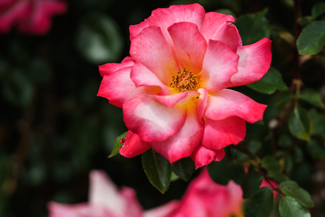 entdecken sie unser wunderschönes rosarium mit zahlreichen rosenarten, perfekt für gartenliebhaber und naturliebhaber. lassen sie sich von der vielfalt und schönheit der rosen verzaubern.