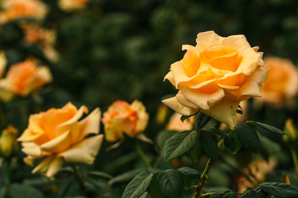 entdecken sie das rosarium – ein bezaubernder rosengarten mit einer vielfältigen sammlung wunderschöner rosenarten für naturliebhaber und gartenfreunde.
