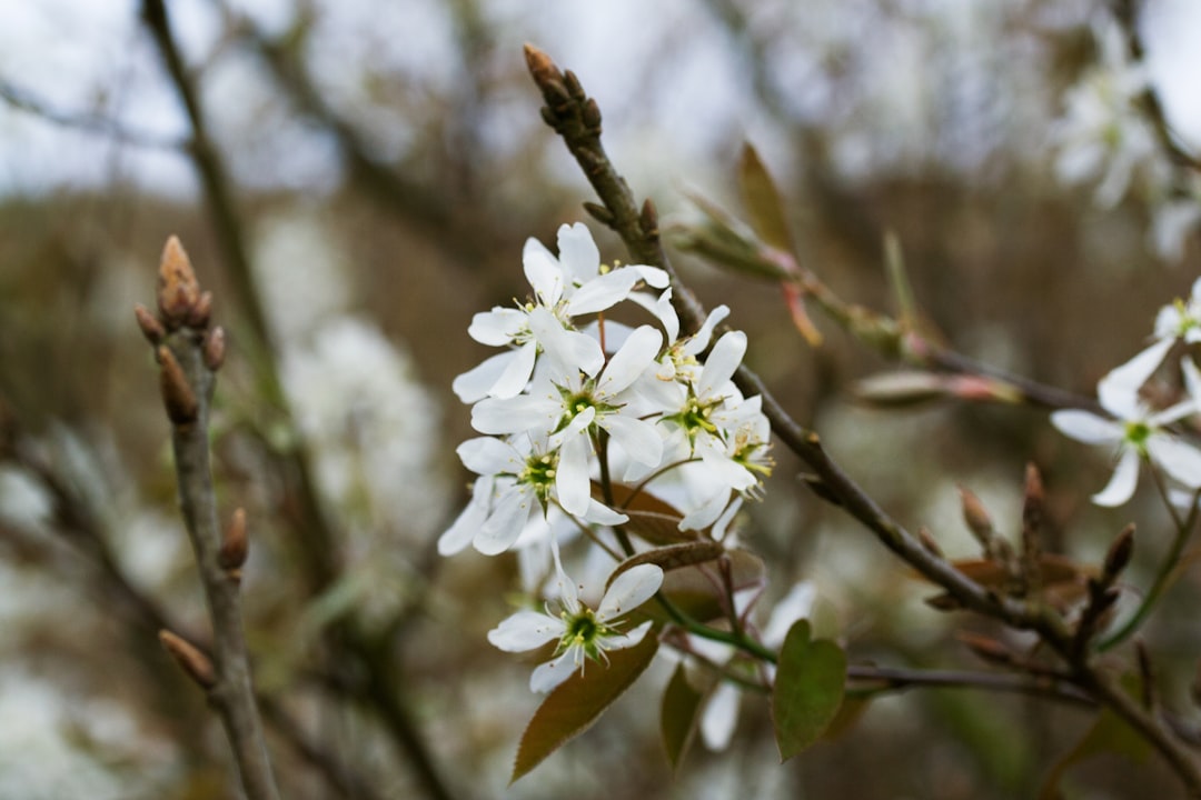 serviceberry, auch bekannt als felsenbirne, ist ein vielseitiger strauch oder kleiner baum, der essbare beeren und attraktive blüten bietet. ideal für gärten und natürliche landschaften.