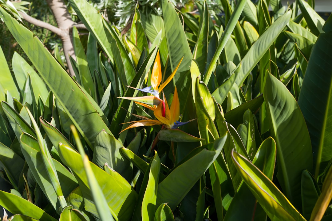 entdecken sie die atemberaubende schönheit der strelitzia, auch bekannt als paradiesvogelblume, mit ihren exotischen, farbenfrohen blüten, die jedem garten oder raum einen tropischen touch verleihen.