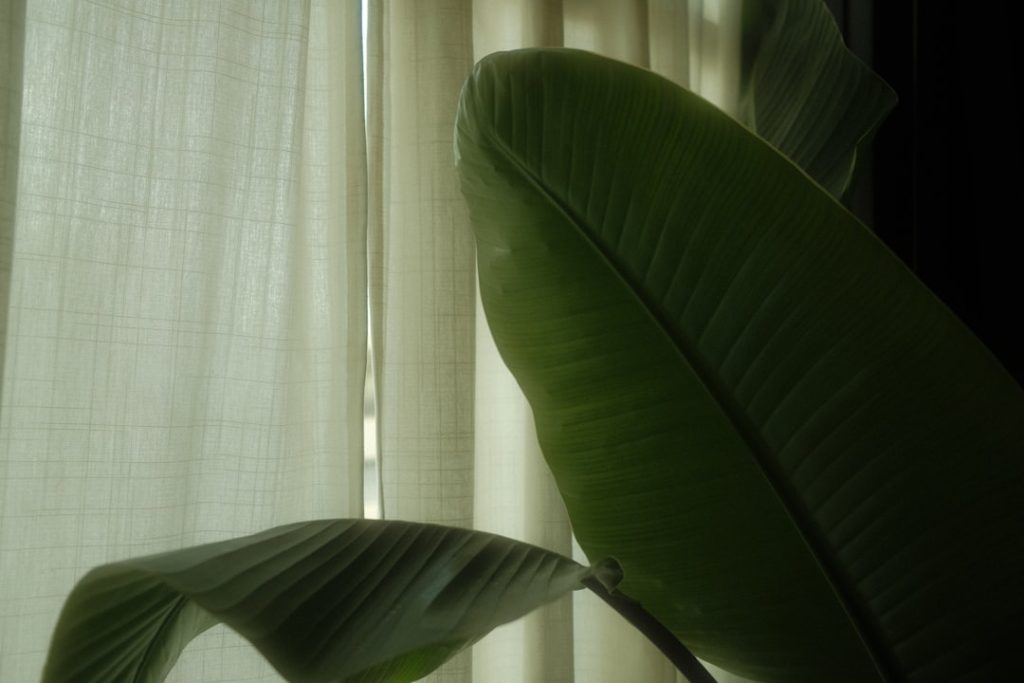 die strelitzia, auch paradiesvogelblume genannt, ist eine exotische pflanze mit auffälligen, farbenfrohen blüten, die jedem garten oder innenraum eine tropische atmosphäre verleiht.