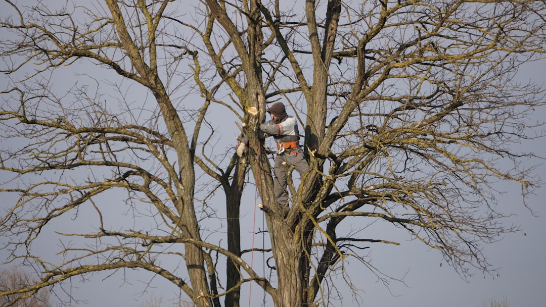 baumschnitt: fachgerechtes beschneiden von bäumen zur förderung gesunden wachstums, verbesserung der baumstruktur und erhöhung der sicherheit in ihrem garten.