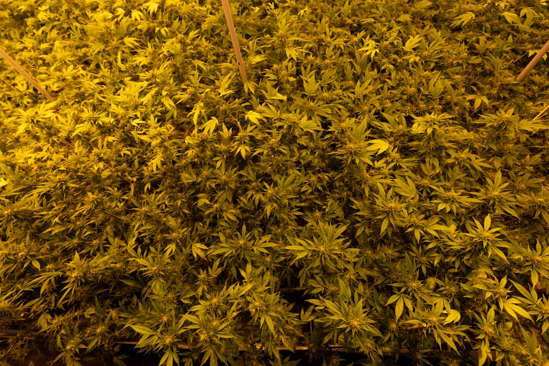 effizienter weed extractor für die einfache entfernung von unkraut. schnell, zuverlässig und umweltfreundlich – perfekt für ihren garten.