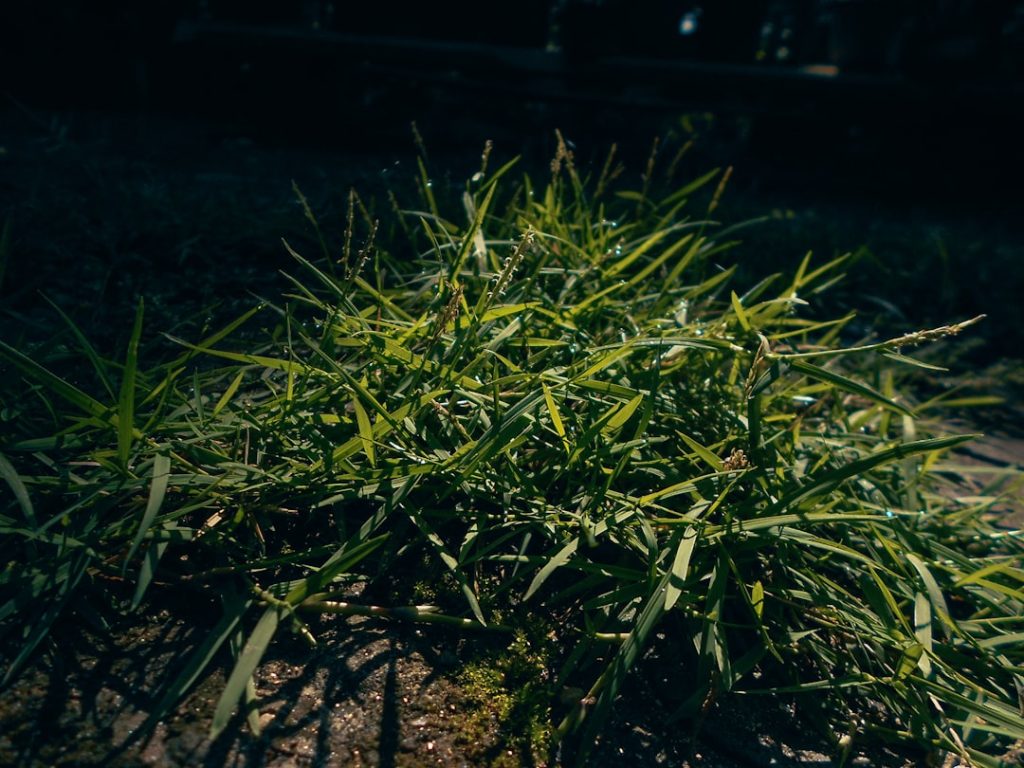 effektiver weed extractor für die einfache und schnelle entfernung von unkraut. ideal für gartenbesitzer und landschaftspfleger, die eine unkomplizierte lösung suchen.