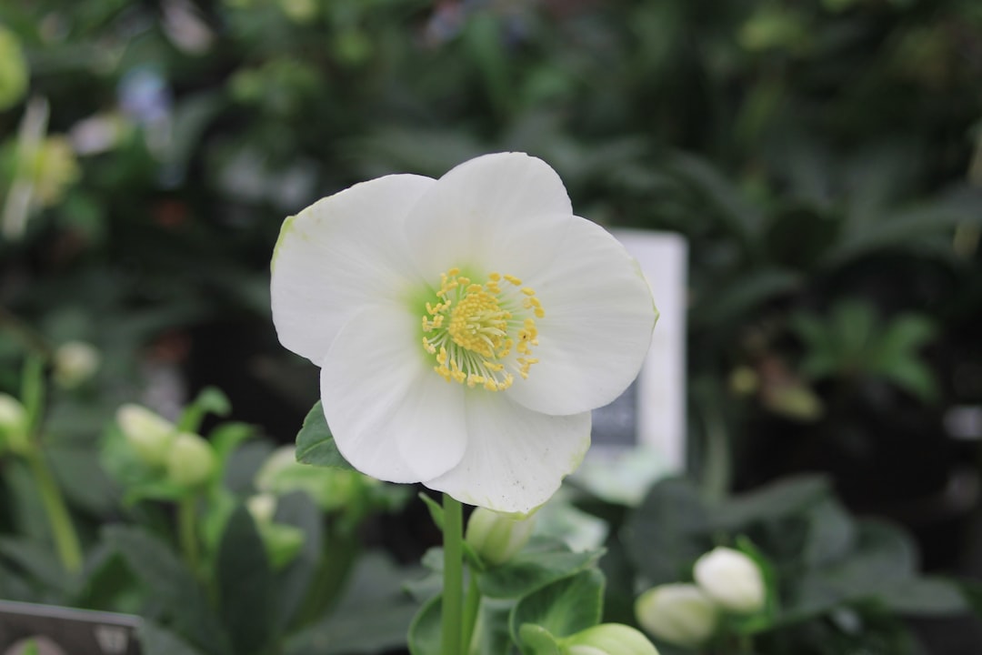 winterheckenzahn ist eine robuste und attraktive pflanze, die im winter blüht und gärten mit ihren zarten blüten verschönert.