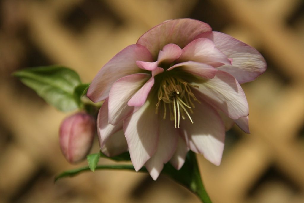 entdecken sie die winterliche schönheit der christrose (winterhelleborus) – robuste und elegante pflanzen, die farbe in den kalten monaten bringen.