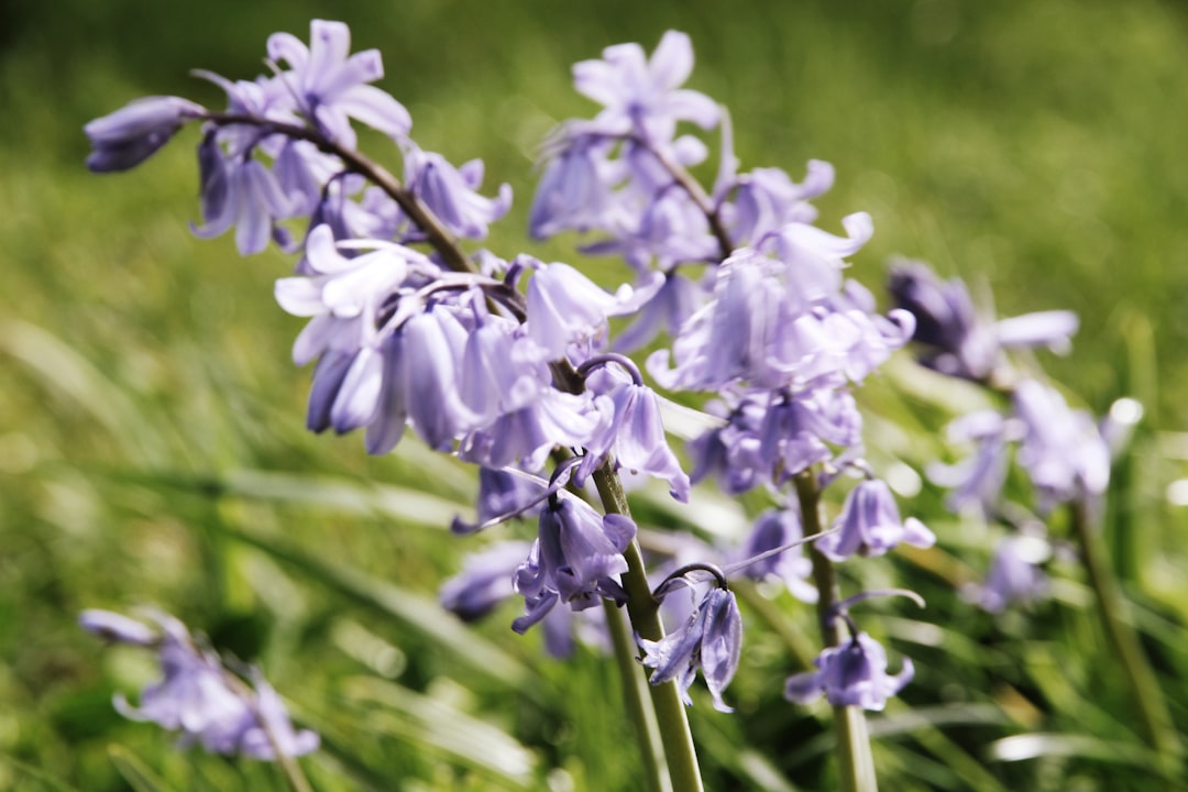bellflower: entdecken sie die schönheit und vielfalt der glockenblume, eine bezaubernde pflanze, die gärten mit ihren glockenförmigen blüten bereichert.