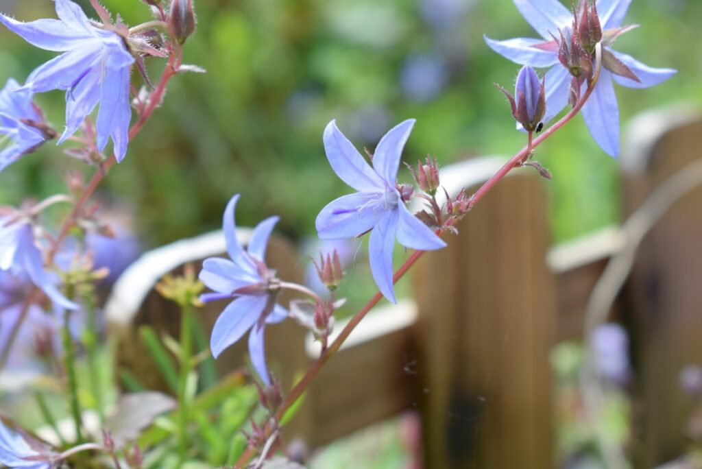 entdecken sie die bellflower, eine elegante blume mit zarten blüten und vielseitigen verwendungsmöglichkeiten im garten und als dekoration.
