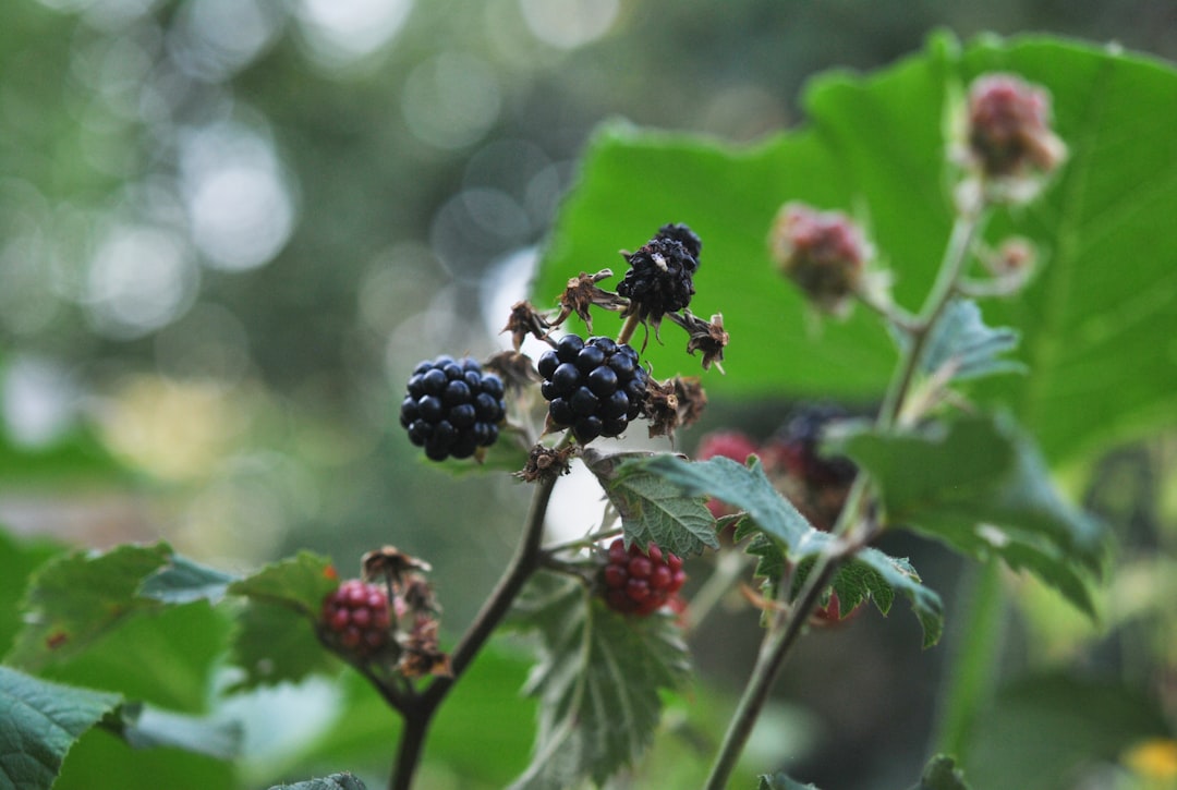 erfahren sie, wie man brombeeren richtig schneidet, um gesunde pflanzen und reiche ernte zu fördern. tipps und techniken zur effektiven brombeerschnittpflege.