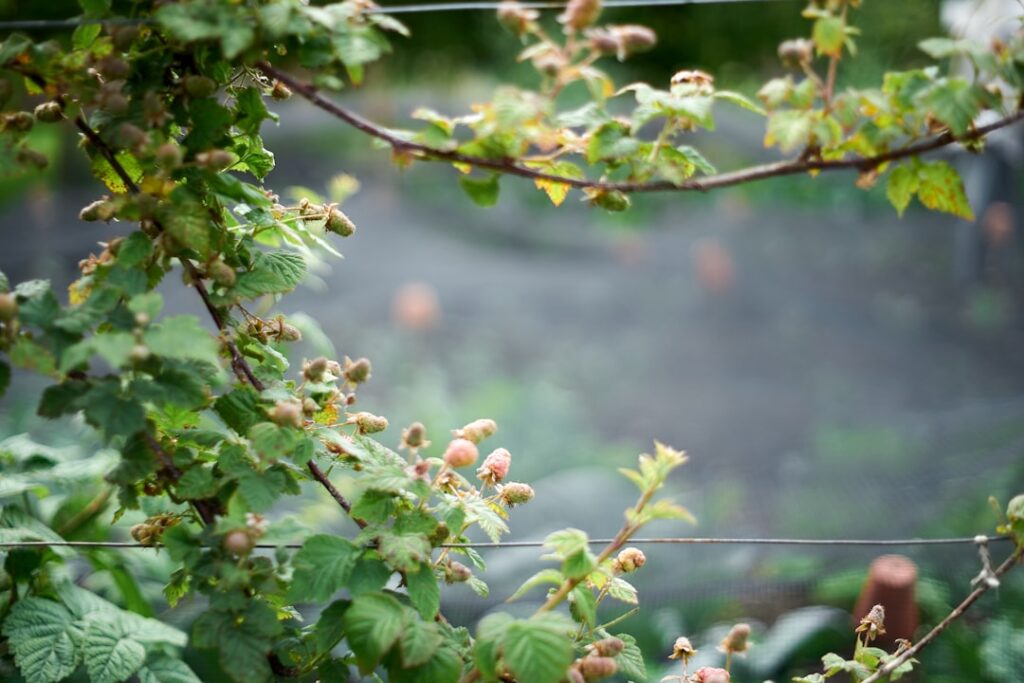 erfahren sie, wie man brombeeren richtig schneidet, um gesundes wachstum und reichliche ernte zu fördern. tipps und techniken zur optimalen brombeerschnittpflege.