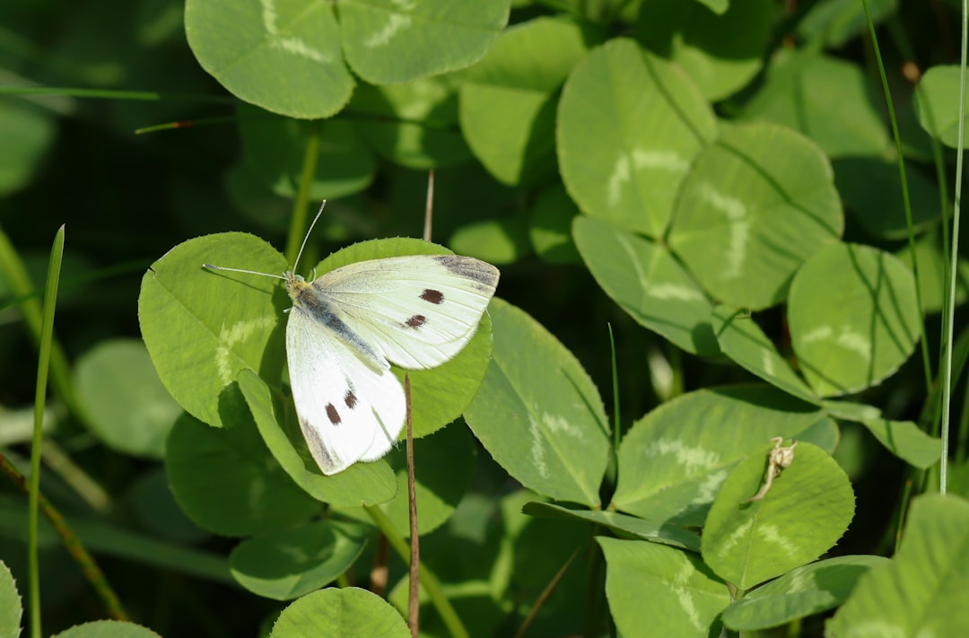 der kohlweißling ist ein häufig vorkommender schmetterling, der für seine weißen flügel mit schwarzen flecken bekannt ist. er ist besonders in gärten und landwirtschaftlichen gebieten zu finden.