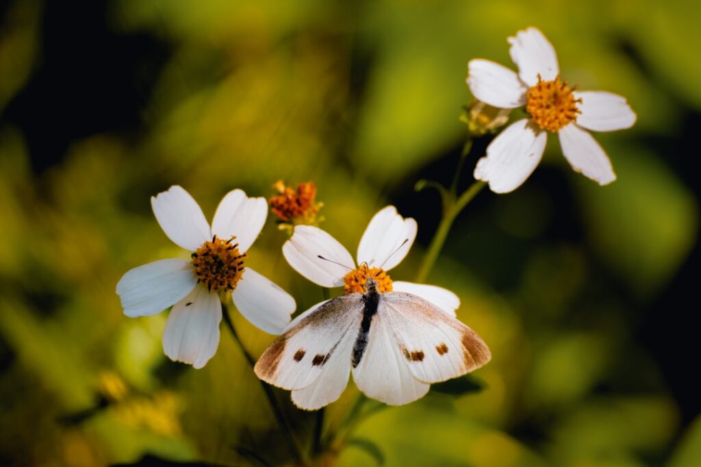 der weißling ist ein kleiner, weißer schmetterling, der häufig in europa vorkommt. er ernährt sich von kohlgewächsen und ist bekannt für seine zarten weißen flügel mit schwarzen flecken.