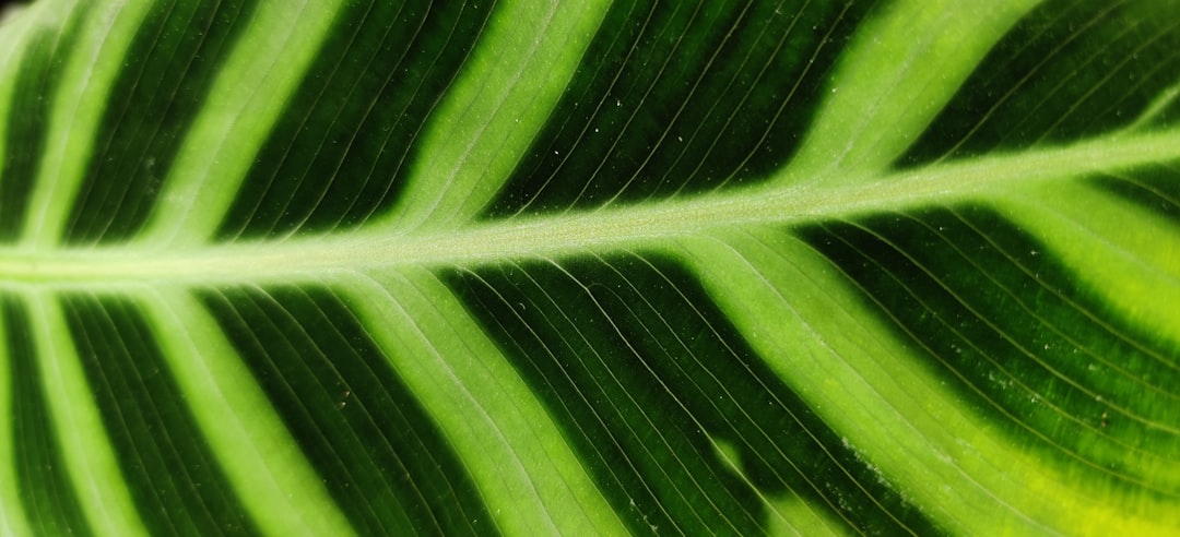 pflegehinweise für calathea: tipps zur optimalen bewässerung, lichtverhältnissen und luftfeuchtigkeit, um ihre calathea gesund und schön zu halten.