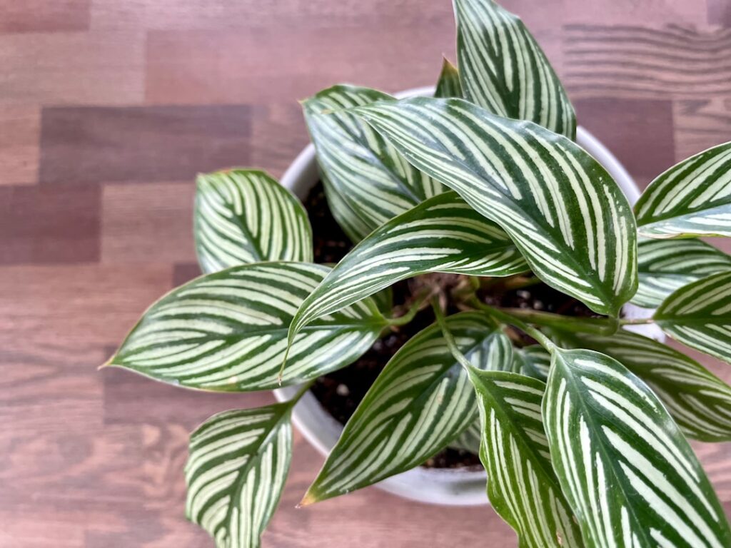 pflegehinweise für calathea - erfahren sie, wie sie ihre calathea-pflanze gesund und schön halten mit tipps zu bewässerung, licht und standort.