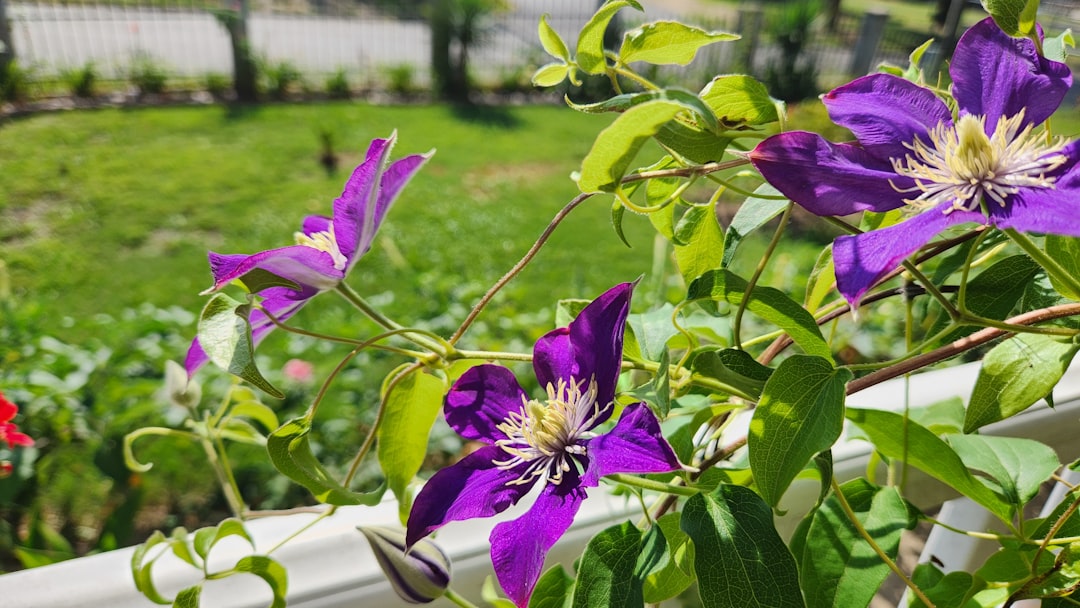 erfahren sie, wie sie clematis richtig zurückschneiden, um ein gesundes wachstum und schöne blüten zu fördern. schritt-für-schritt anleitungen und pflegetipps.